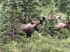 IMG_2791 No, Three Moose